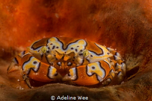 Gaudy clown crab blending in with the orange sponge. Camo... by Adeline Wee 
